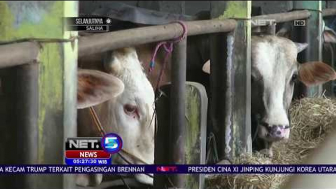 Supermarket Sapi Kurban Menyediakan Garansi untuk Hewan Kurban yang Dijual - NET 5