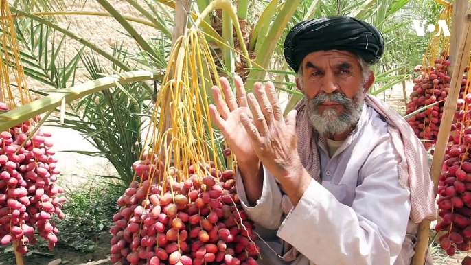 هلمند که څه هم د خرماوو د کرنې دپاره مناسبه هوا لري خو خلک په دې باور وو چې دلته خرما څلوېښت کاله وروسته حاصل کوي، عبدالله چې په ايران کې یې بزګري کول، له هغه ځ