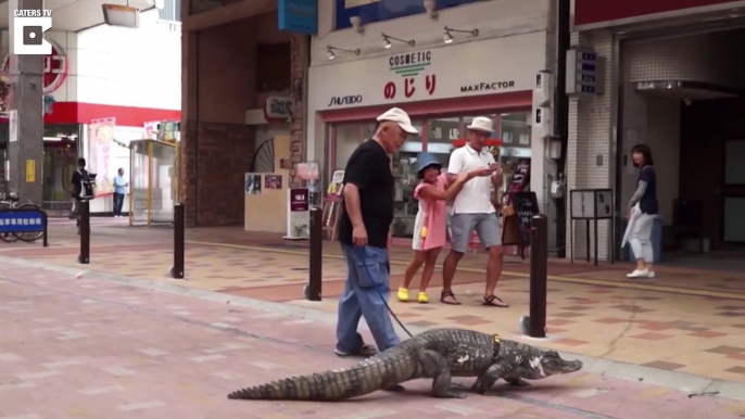 Il vit avec un alligator de compagnie