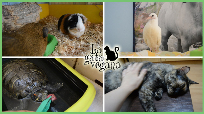 MI RUTINA DIARIA REAL CON LOS ANIMALES | LO QUE HAGO CADA DÍA CON GATOS, COBAYAS, TORTUGAS Y PALOMAS