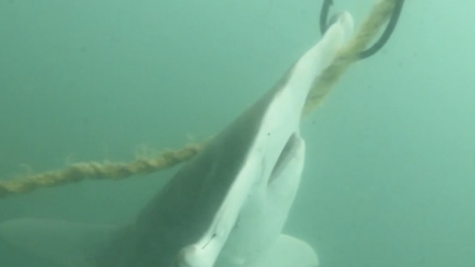 Endangered Hammerhead Sharks Killed on Drum Line in Great Barrier Reef