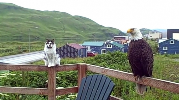 Un chat posé à coté d'un aigle, tranquillement