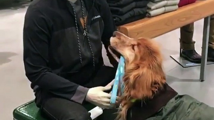 Un chien veut se faire caresser par un mannequin