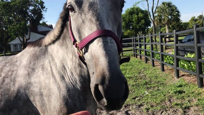 Evacuating My Horse From South Florida- Hurricane IRMA