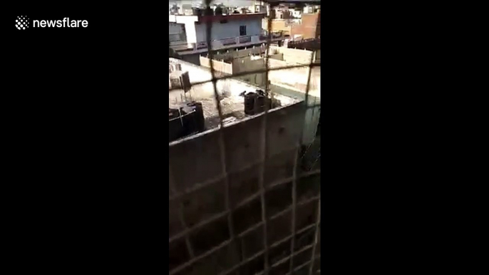 Cheeky monkeys take a dip inside city residence water tank in northern India