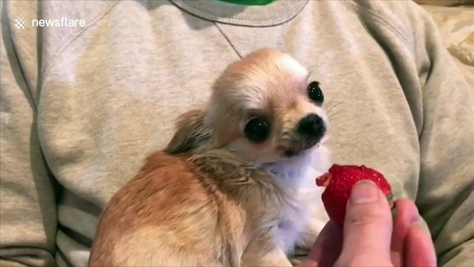 Yapping chihuahua viciously snacks on strawberry