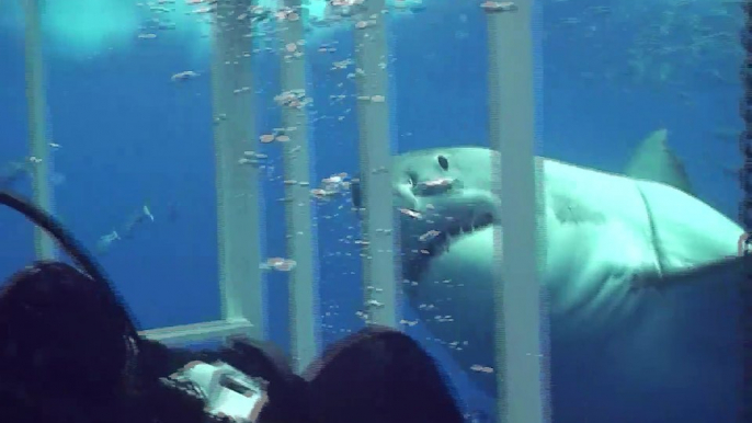 Un grand requin blanc frôle la cage d'un plongeur au large de Guadalupe - Mexique