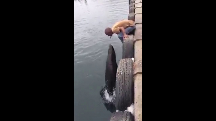 Nourrir une otarie sauvage à la bouche... Joli