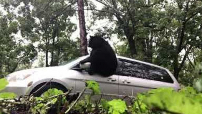 Bear Dramatically Escapes From Van in Asheville, North Carolina