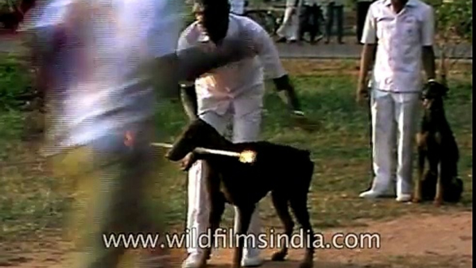 Dog jumps hurdles with flaming baton- Dog training in India