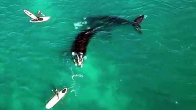 Ce père et son fils en paddleboard vont recevoir la visite d'un couple de baleines... Magnifique