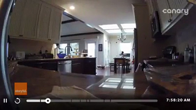 Security camera catches cheeky dog stealing peanut butter fudge