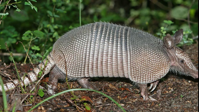 Armadillos are New World placental mammals