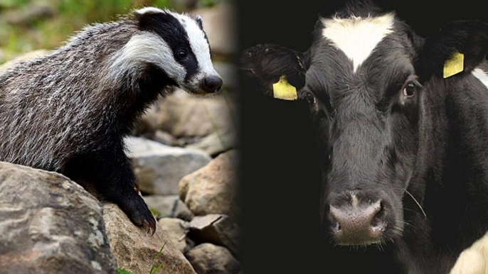 BBC Radio 4_Farming Today 12Sep18 - badger cull & bTB testing