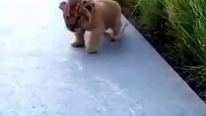 This Lion Cub Trying to Roar is the Cutest Thing Ever You Will See