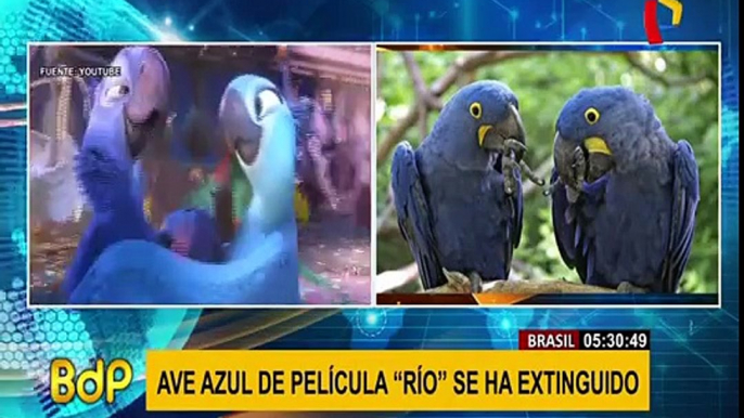 Brasil: ave azul que inspiró película "Río" se extinguió de su hábitat natural