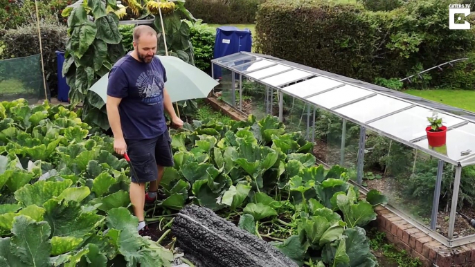 Il protège sa courge géante avec un duvet tout les soirs pour gagner un concours de légumes géants