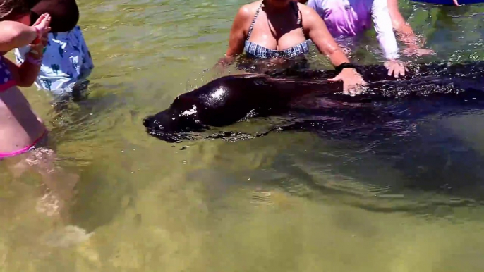 Ce lion de mer sauvage vient jouer avec les touristes... Adorable