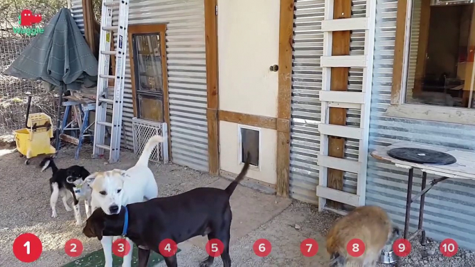 Cats playing in shoeboxes, puppers whining because they're too lazy to get on the couch...we don't know why pets do what they do, we're just glad they do it.