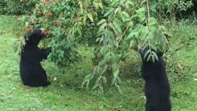 Family Gets a Visit From Bears in Hendersonville, North Carolina