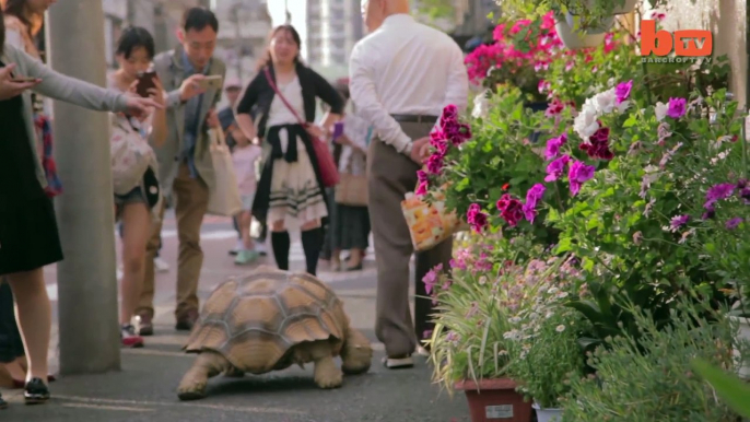 Un papy et son animal de compagnie insolite : une énorme tortue