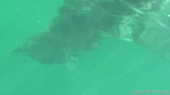 Un grand requin blanc dévore une otarie sous les yeux des touristes