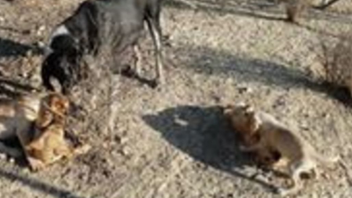 Blind Dog at Crete Shelter Plays With Her Puppies