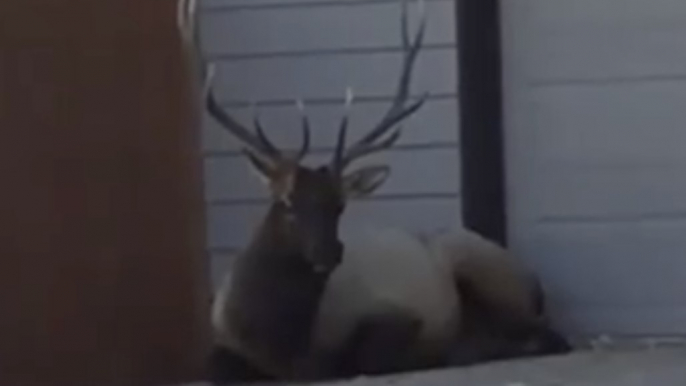 Injured Bull Elk Rests in Shade of Colorado Home