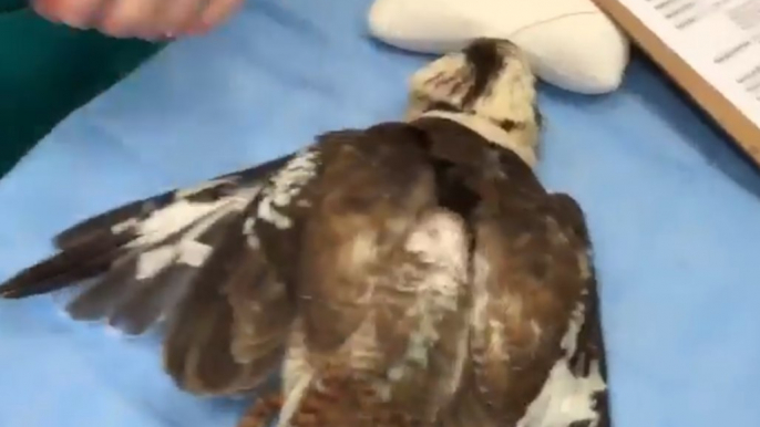 Currumbin Wildlife Hospital Performs Wing Implanting for Injured Birds