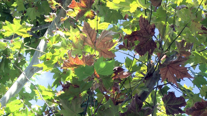 El otoño arranca este domingo con más calor de lo normal