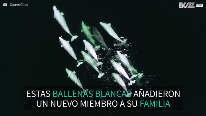 Ballenas blancas adoptan a un narval