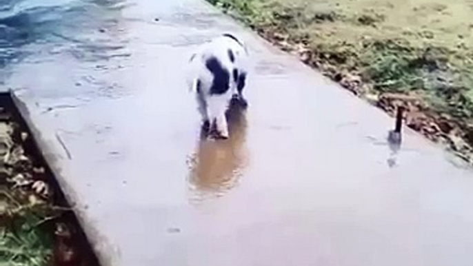 Pig slides on frozen sidewalk