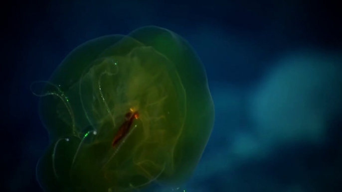 Le sous-marin Nautilus découvre un Cénophore - animal très rare