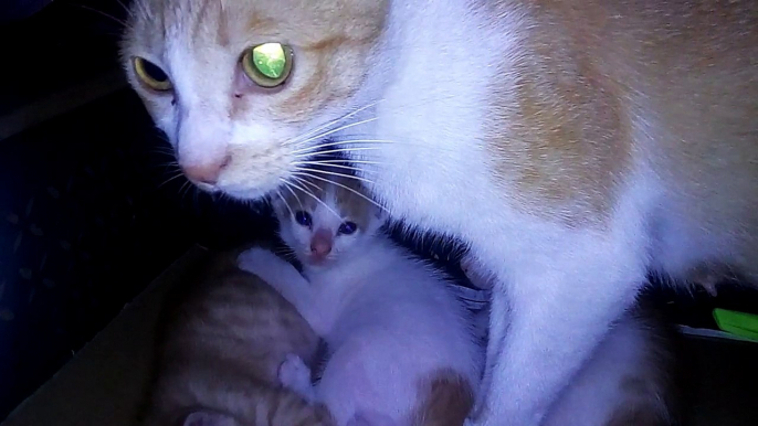 Afraid Kittens Recued By Their Mother Cat-Viral Funny Cat Video