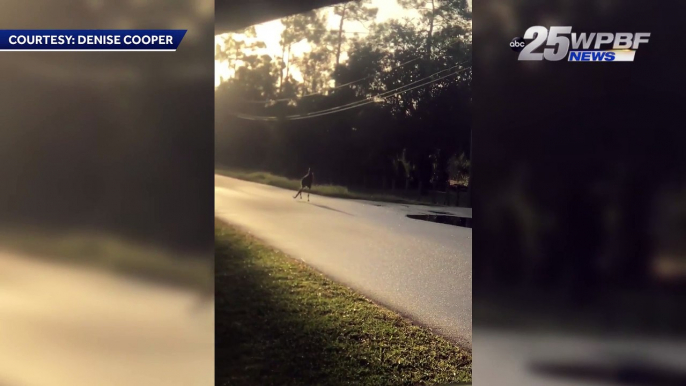 Kangaroo on the loose in Jupiter Farms