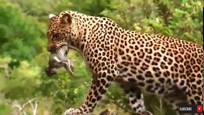 The Best Of Wild Animal Attacks 2018 Leopard vs Poor Baby Monkey, Hippo vs Crocodile Elephant Lion