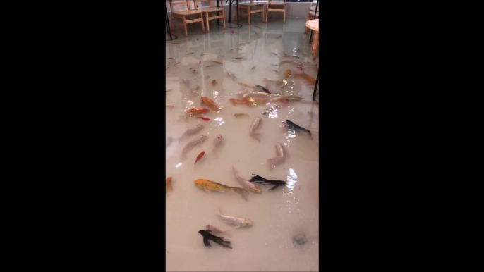 Dans ce restaurant vietnamien vous avez les pieds dans l'eau et les poissons viennent vous chatouiller