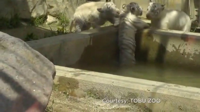 Solidarité entre bébés tigres blancs qui viennent aider leur frère