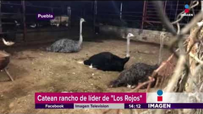 En este rancho encontraron animales exóticos y armas muy peligrosas | Noticias con Yuriria SIerra