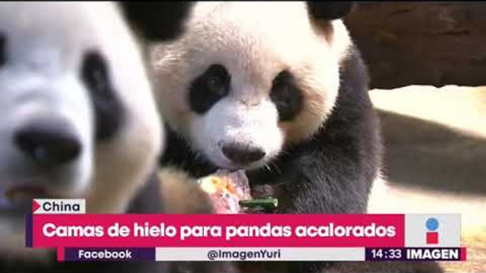 ¡Camas de hielo para pandas! | Noticias con Yuriria Sierra