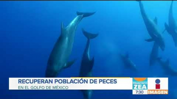 Científicos reportan recuperación del ecosistema en el Golfo de México | Noticias con Paco Zea