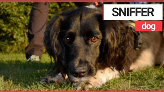 Cute Sniffer Dog Born To Protect Species of NEWT! | SWNS TV