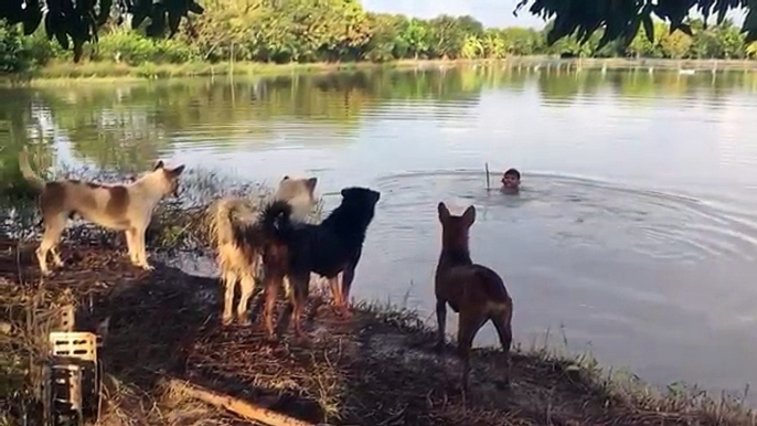 La blague qu'il fait à ses chiens est tellement drôle