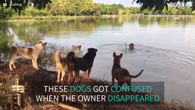 Man pranks four dogs in a lake