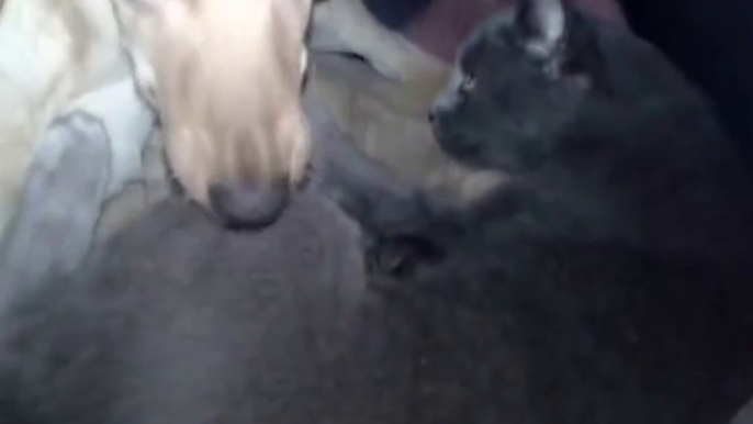 Quand un chien et un chat allaitent leurs bébés dans la même niche... Adorable