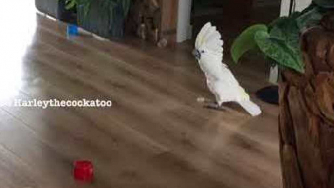 Harley the Cockatoo Practices Soccer Moves