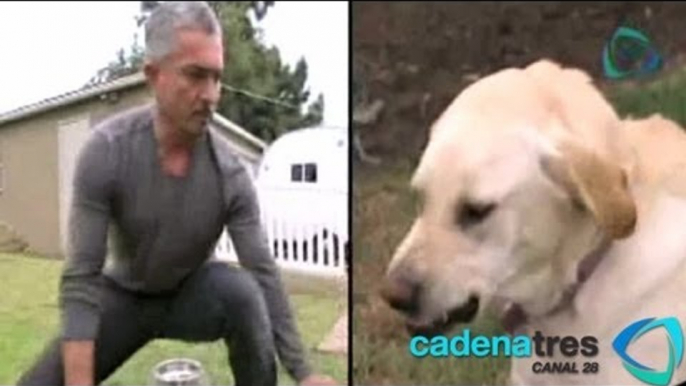 Acusan a  César Millán,'El encantador de perros', de maltrato animal; golpea a labrador