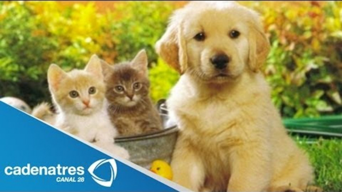 Beneficios de tener una mascota / Benefits of owning a pet