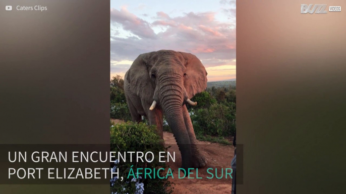 Frente a frente con un elefante salvaje