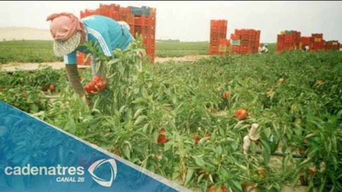 Bajas temperaturas en Aguascalientes afectan las cosechas